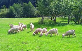 Au Mohair Des Alpy