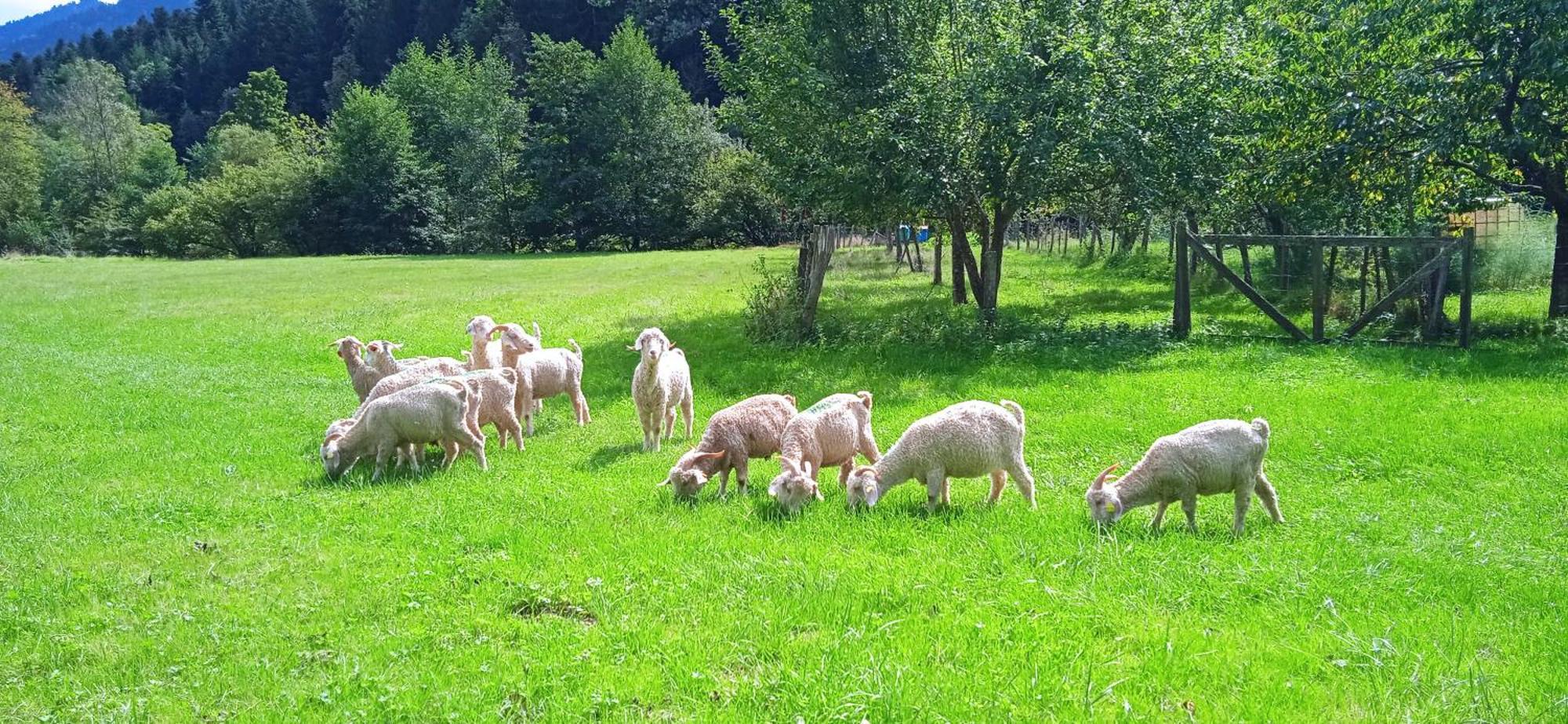 Au Mohair Des Alpy Fougax-et-Barrineuf Esterno foto